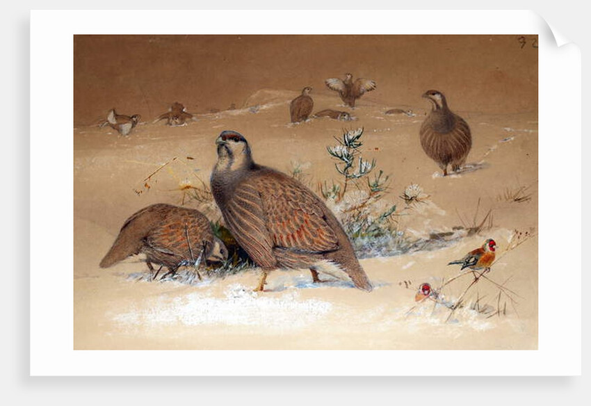 Caspian Snow-partridge, 1852-54 by Joseph Wolf