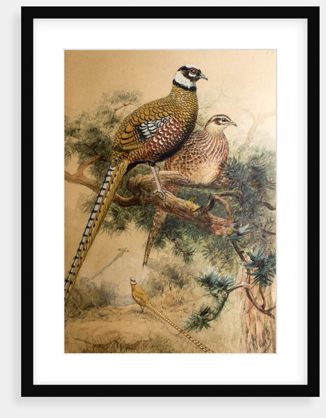 Bar-tailed Pheasant, 1852-54 by Joseph Wolf