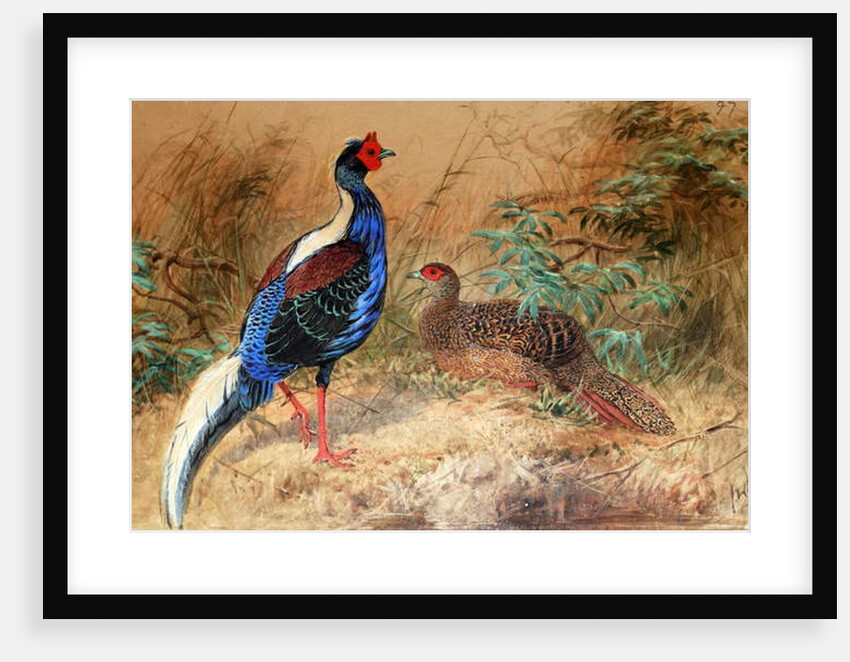 Swinhoe's Pheasant, 1852-54 by Joseph Wolf