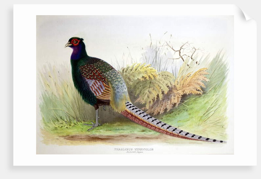 Phasianus Versicolor, c.1896-1921 by Henry Jones