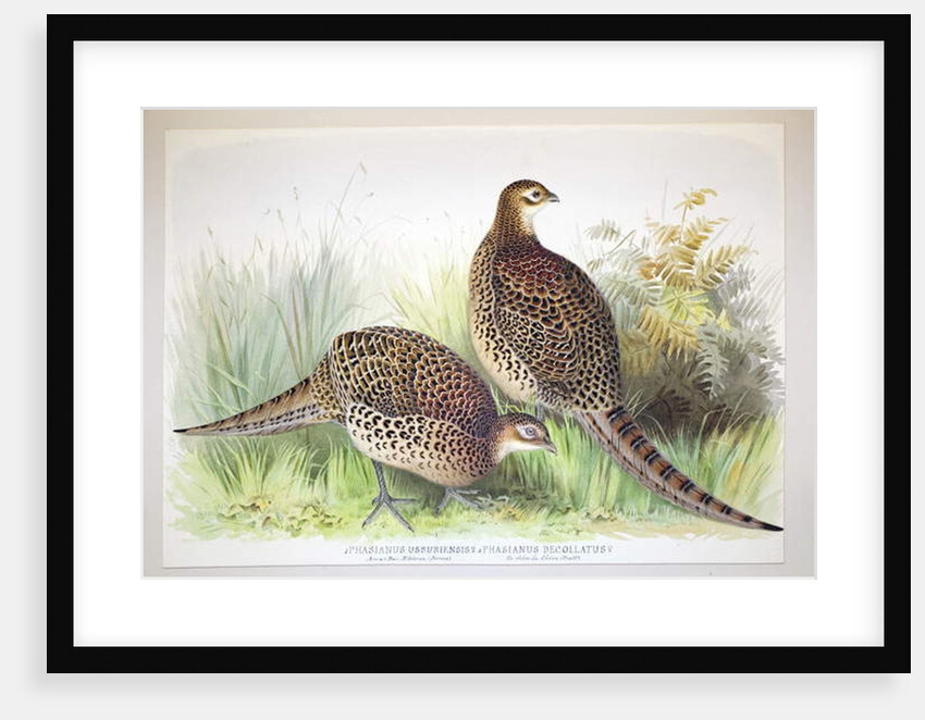 Phasianus ussuriensis and Phasianus delocllatus, 1906-7 by Henry Jones