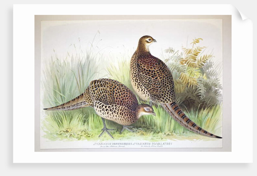 Phasianus ussuriensis and Phasianus delocllatus, 1906-7 by Henry Jones