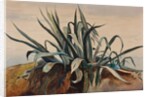 Study of an agave, with additions by a Borbone pupil by Giacinto Gigante
