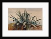 Study of an agave, with additions by a Borbone pupil by Giacinto Gigante