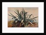 Study of an agave, with additions by a Borbone pupil by Giacinto Gigante