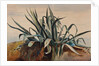 Study of an agave, with additions by a Borbone pupil by Giacinto Gigante