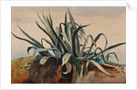 Study of an agave, with additions by a Borbone pupil by Giacinto Gigante