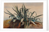 Study of an agave, with additions by a Borbone pupil by Giacinto Gigante