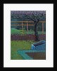 Apple Tree, late winter, 2018 by Marco Cazzulini