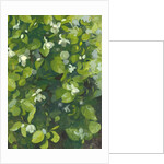 Magnolia in flower, 2014 by Leigh Glover