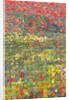Poppies, 2012 by Leigh Glover