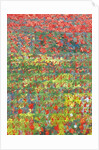 Poppies, 2012 by Leigh Glover