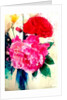 Peony and Poppy, 2014 by AlyZen Moonshadow