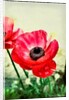 Red Anemone, 2013 by AlyZen Moonshadow