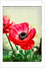 Red Anemone, 2013 by AlyZen Moonshadow