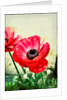 Red Anemone, 2013 by AlyZen Moonshadow