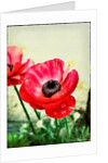 Red Anemone, 2013 by AlyZen Moonshadow
