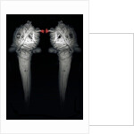 Brothers, 2013 by Johan Lilja