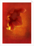 Flower in red, 2016 digital photo art) by Johan Lilja