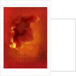 Flower in red, 2016 digital photo art) by Johan Lilja