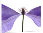 Clematis Float, 2009 by Julia McLemore