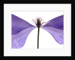Clematis Float, 2009 by Julia McLemore