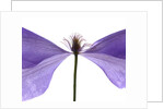 Clematis Float, 2009 by Julia McLemore