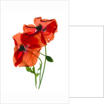 Margie's Poppy Duo,2012, by Julia McLemore