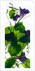 Morning Glory Rising, 2010 by Julia McLemore