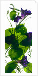 Morning Glory Rising, 2010 by Julia McLemore