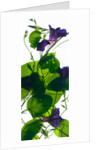 Morning Glory Rising, 2010 by Julia McLemore