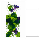 Morning Glory Rising, 2010 by Julia McLemore