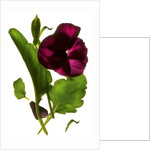 Pansy Purple, 2014 by Julia McLemore