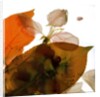 Crabapple Rose I, 2014 by Julia McLemore