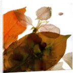 Crabapple Rose I, 2014 by Julia McLemore