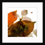 Crabapple Rose I, 2014 by Julia McLemore