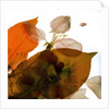 Crabapple Rose I, 2014 by Julia McLemore