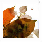 Crabapple Rose I, 2014 by Julia McLemore