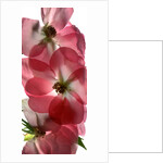 Alice Rose Trio, 2014 by Julia McLemore