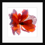 Begonia Round, 2011 by Julia McLemore