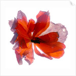 Begonia Round, 2011 by Julia McLemore