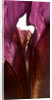 Iris Shrine Purple, 2011 by Julia McLemore