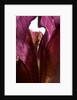 Iris Shrine Purple, 2011 by Julia McLemore