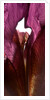 Iris Shrine Purple, 2011 by Julia McLemore