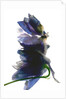 Delphinium Dance, 2009 by Julia McLemore