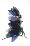 Delphinium Dance, 2009 by Julia McLemore
