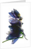 Delphinium Dance, 2009 by Julia McLemore