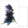 Delphinium Dance, 2009 by Julia McLemore