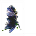 Delphinium Dance, 2009 by Julia McLemore