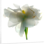 Gardenia Float, 2011 by Julia McLemore